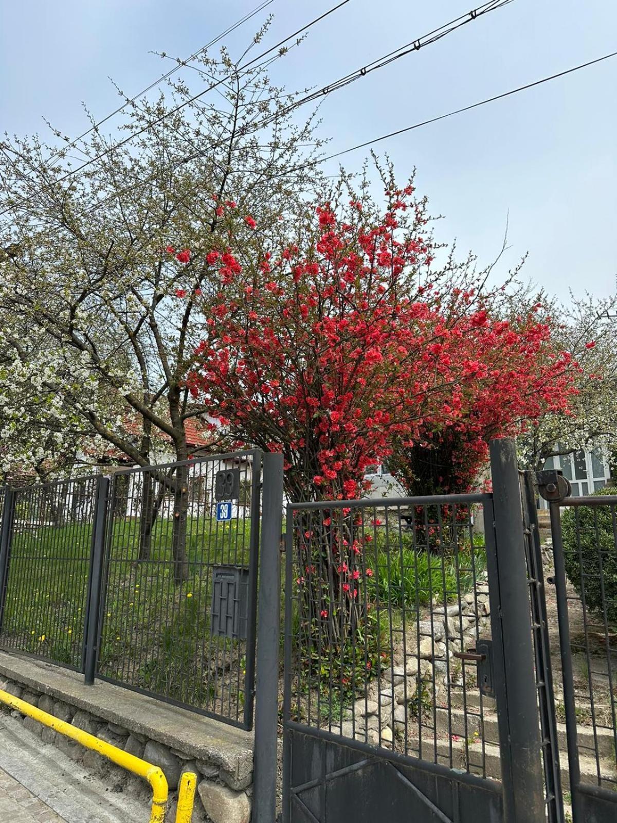 Villa Casa Eroilor Curtea de Argeş Exterior foto
